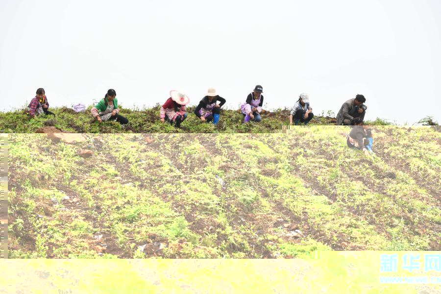 農民在貴州省普安縣地瓜鎮屯上村的“扶貧茶園”裡給茶苗除草(2019年7月7日攝)。當地的茶園栽種有浙江安吉黃杜村捐贈的白茶苗。新華社記者 楊文斌 攝
